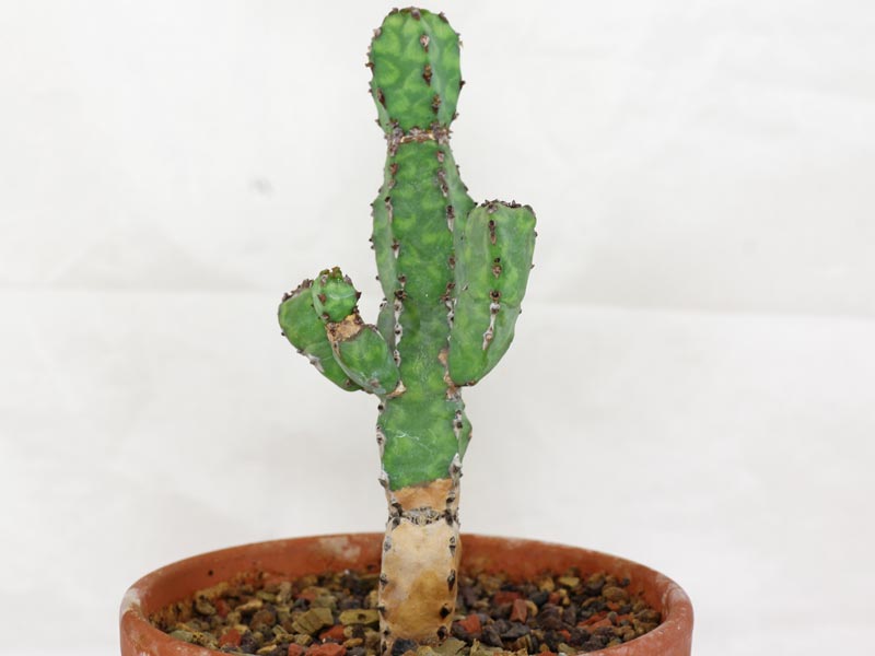 Euphorbia pseudocactus