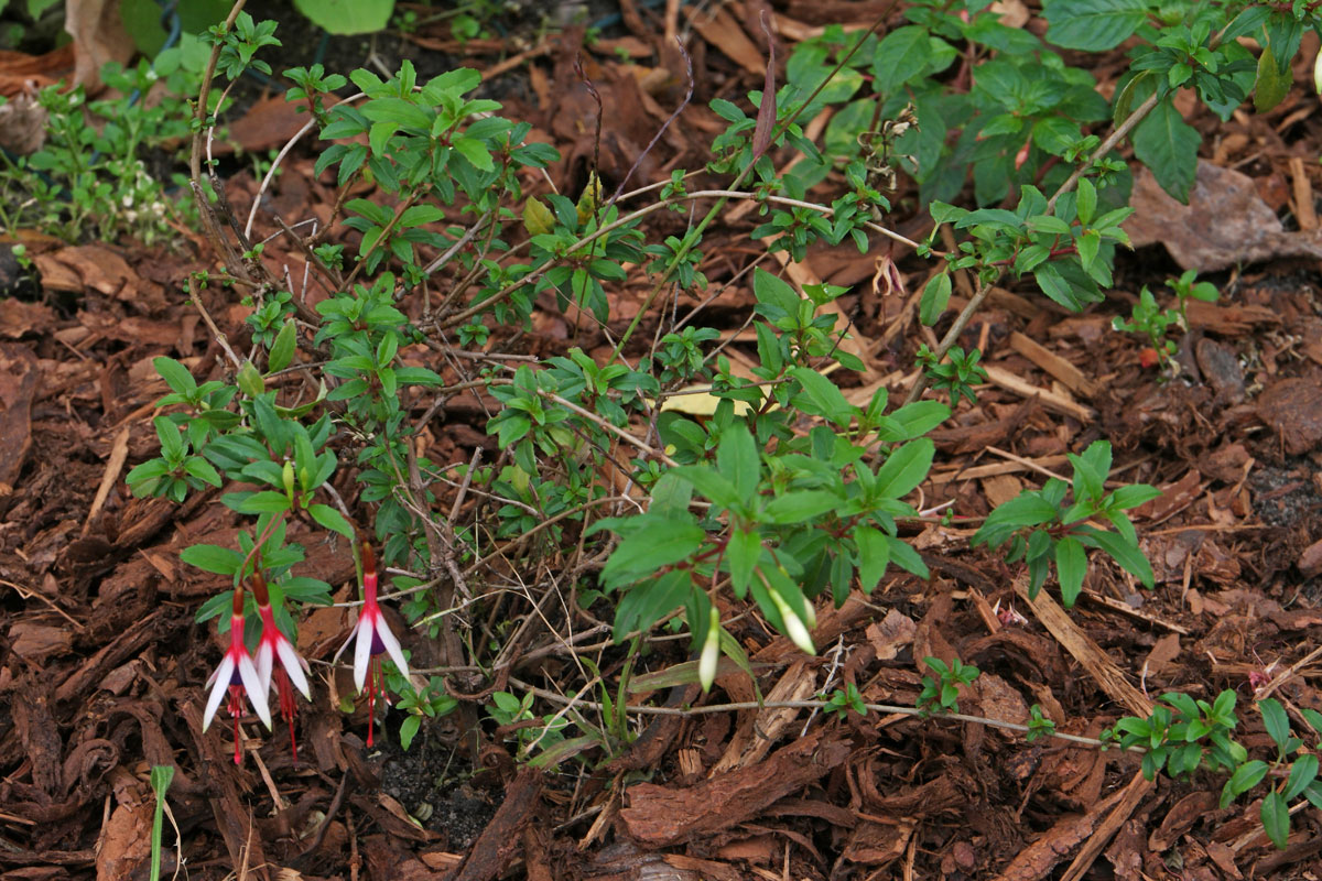 Fuchsia-magellanica-arauco