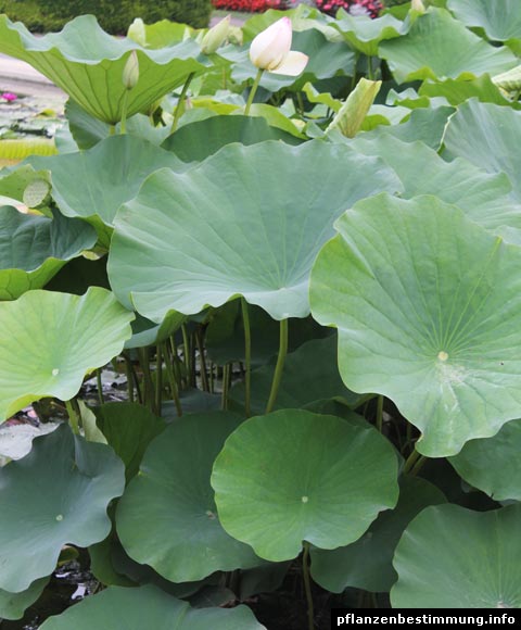 indisk lotus