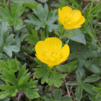 Ranunculus montanus