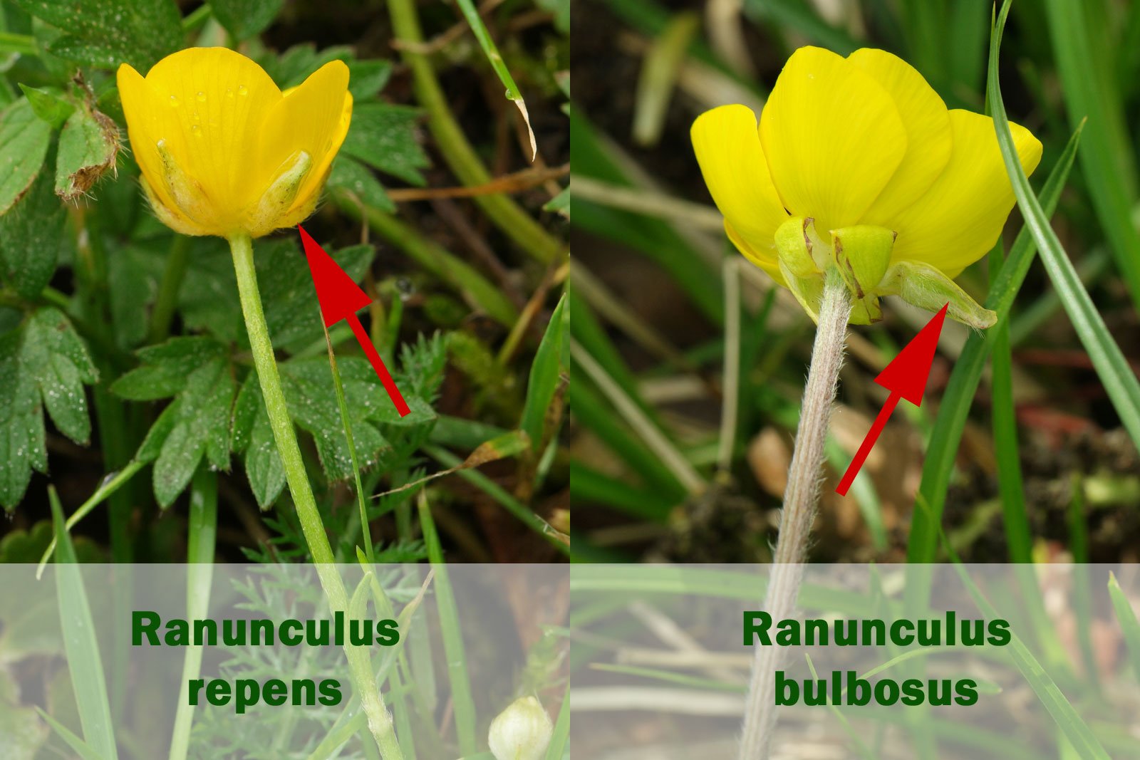 Ranunculus repens bulbosus