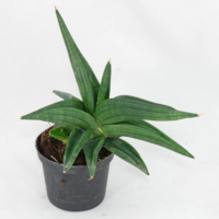 Sansevieria Ed Eby 3