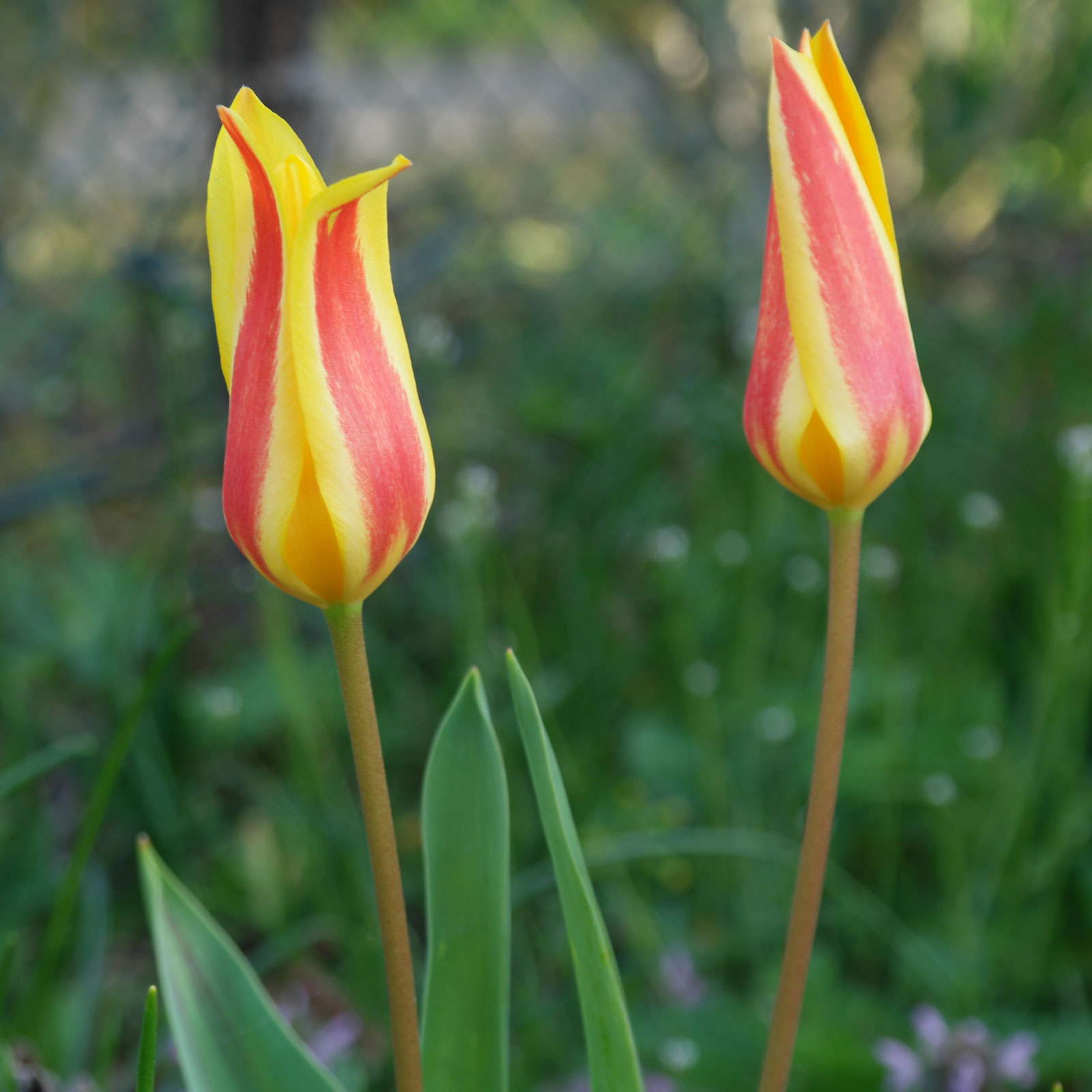 Tulipa greigii cv.