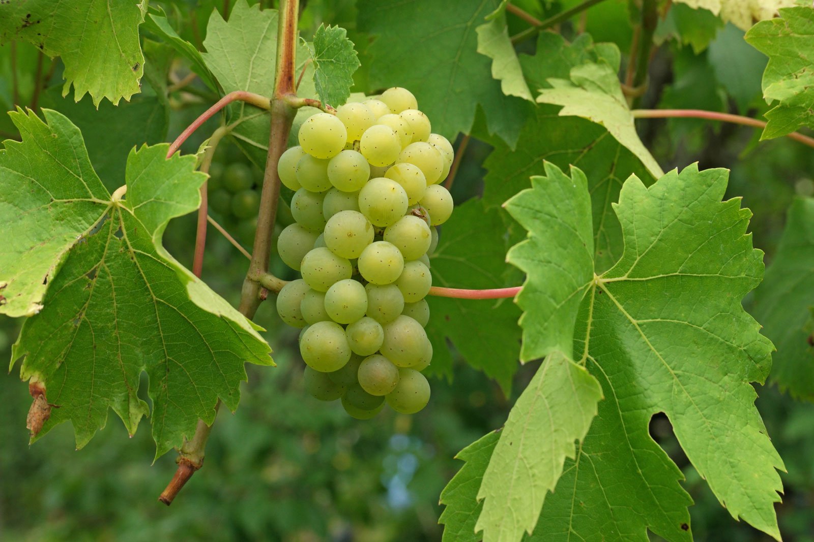 Vitis vinifera ssp. vinifera