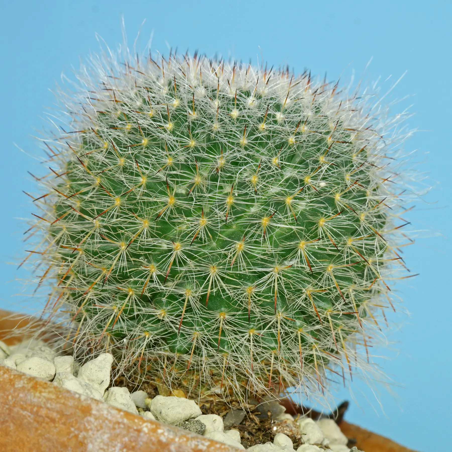 Mammillaria hahniana Warzenkaktus