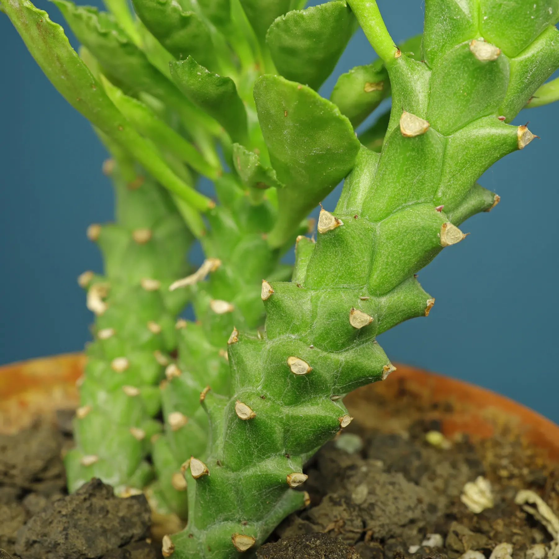 Euphorbia succulenta stam