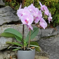 Phalaenopsis Brudorkide