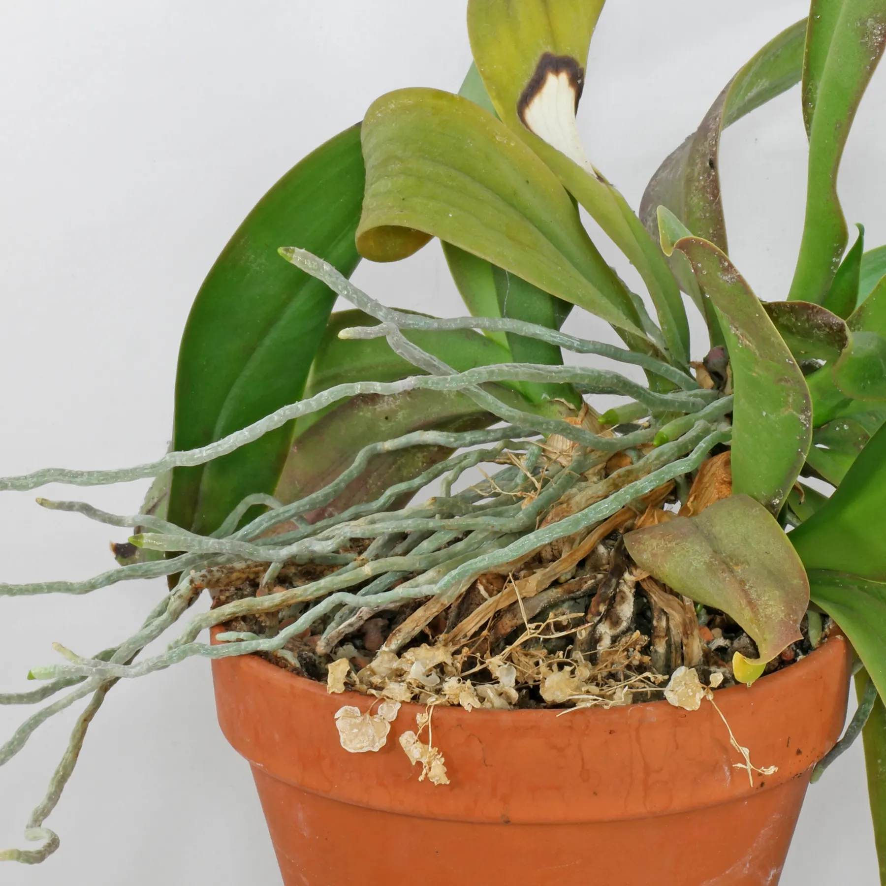 Phalaenopsis rötter