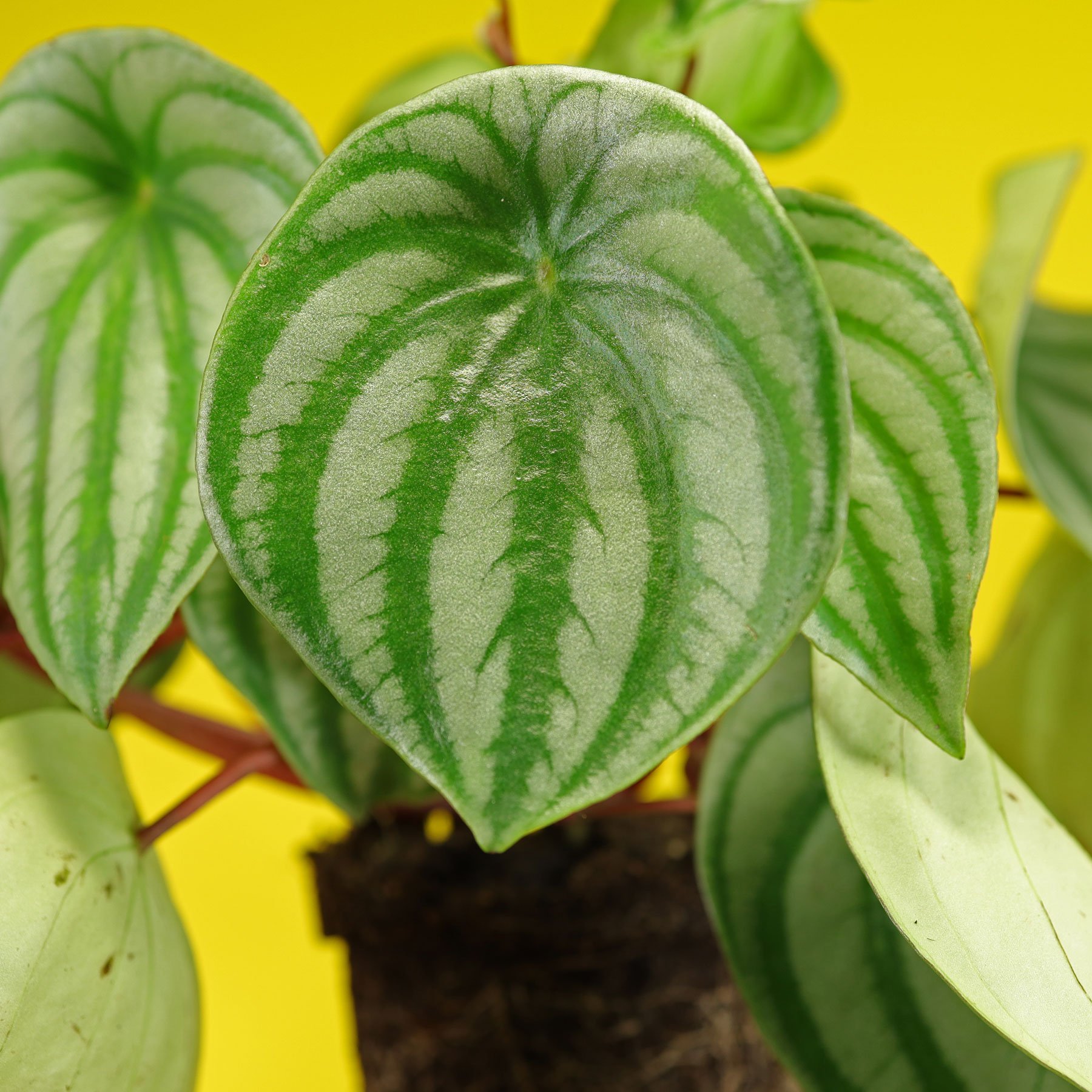 Peperomia argyreia