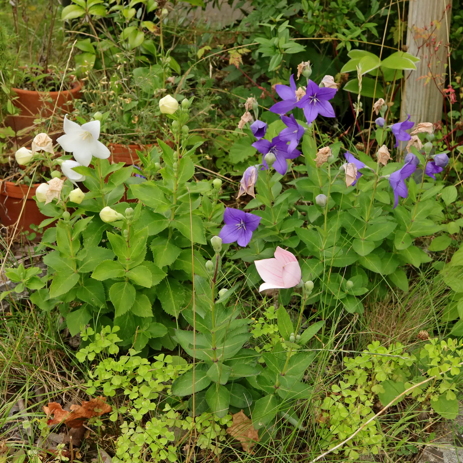 Platycodon grandiflorus praktklocka