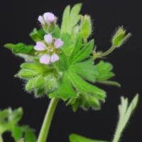 Geranium pusillum