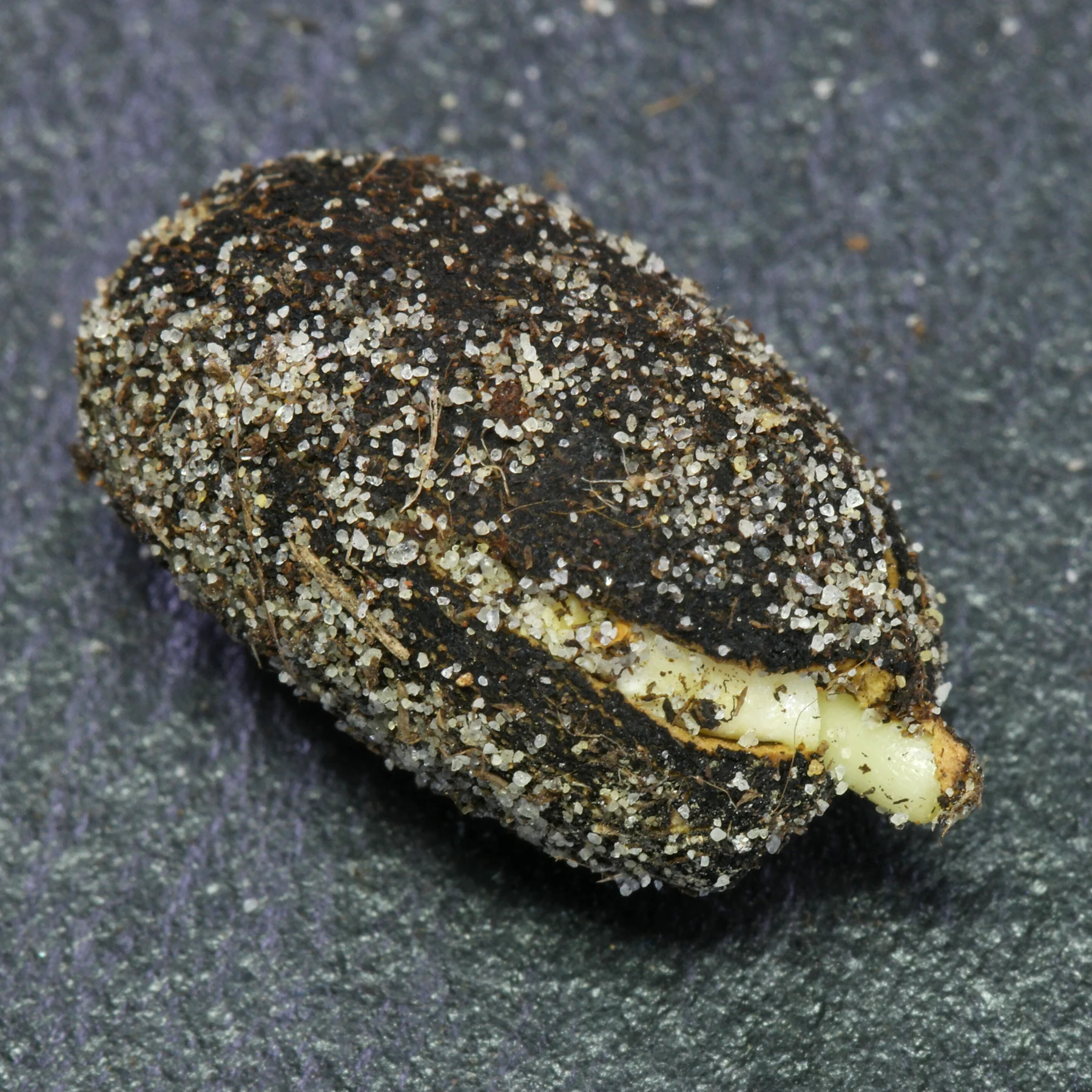 Groddning av Jatropha curcas frö