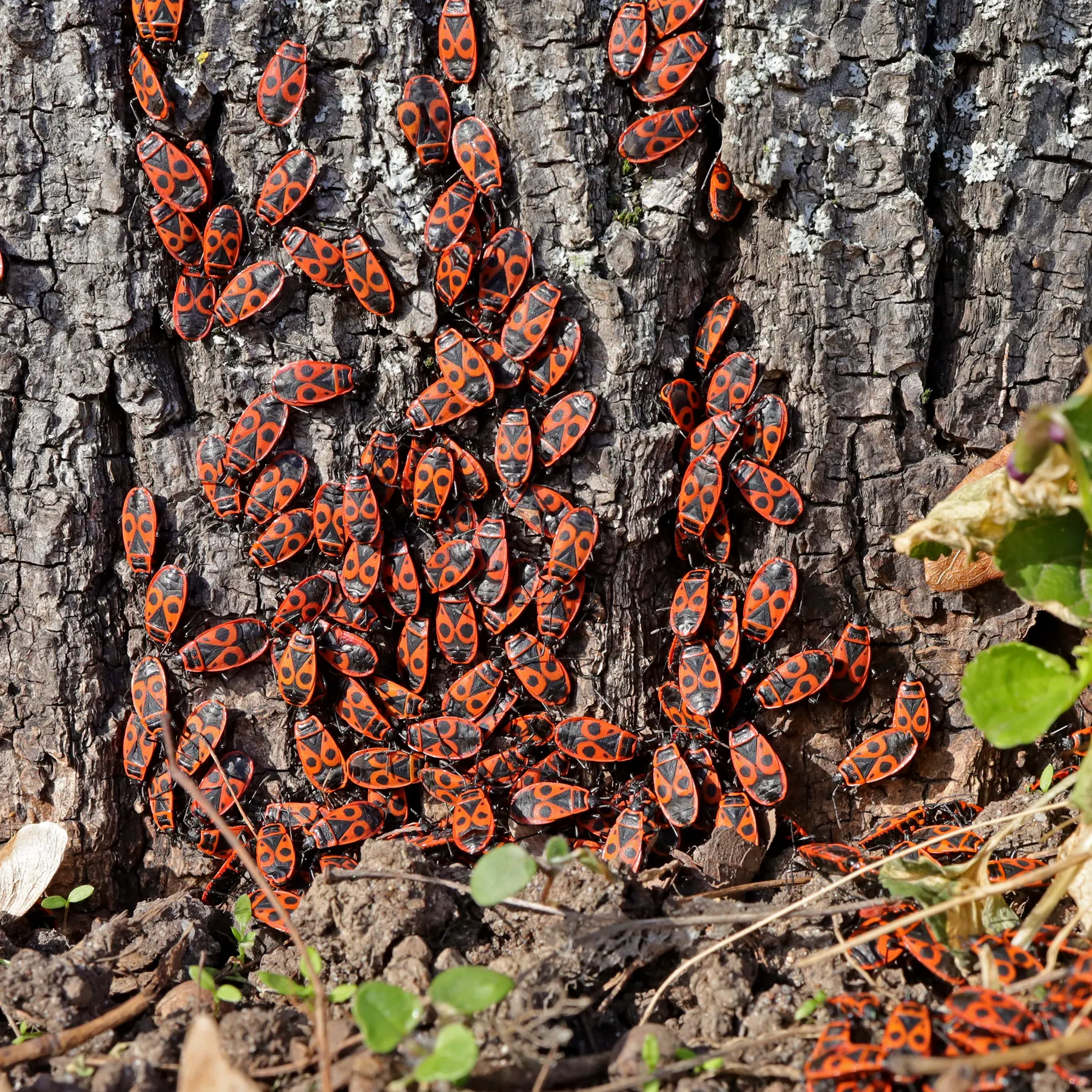Eldlussen Pyrrhocoris apterus