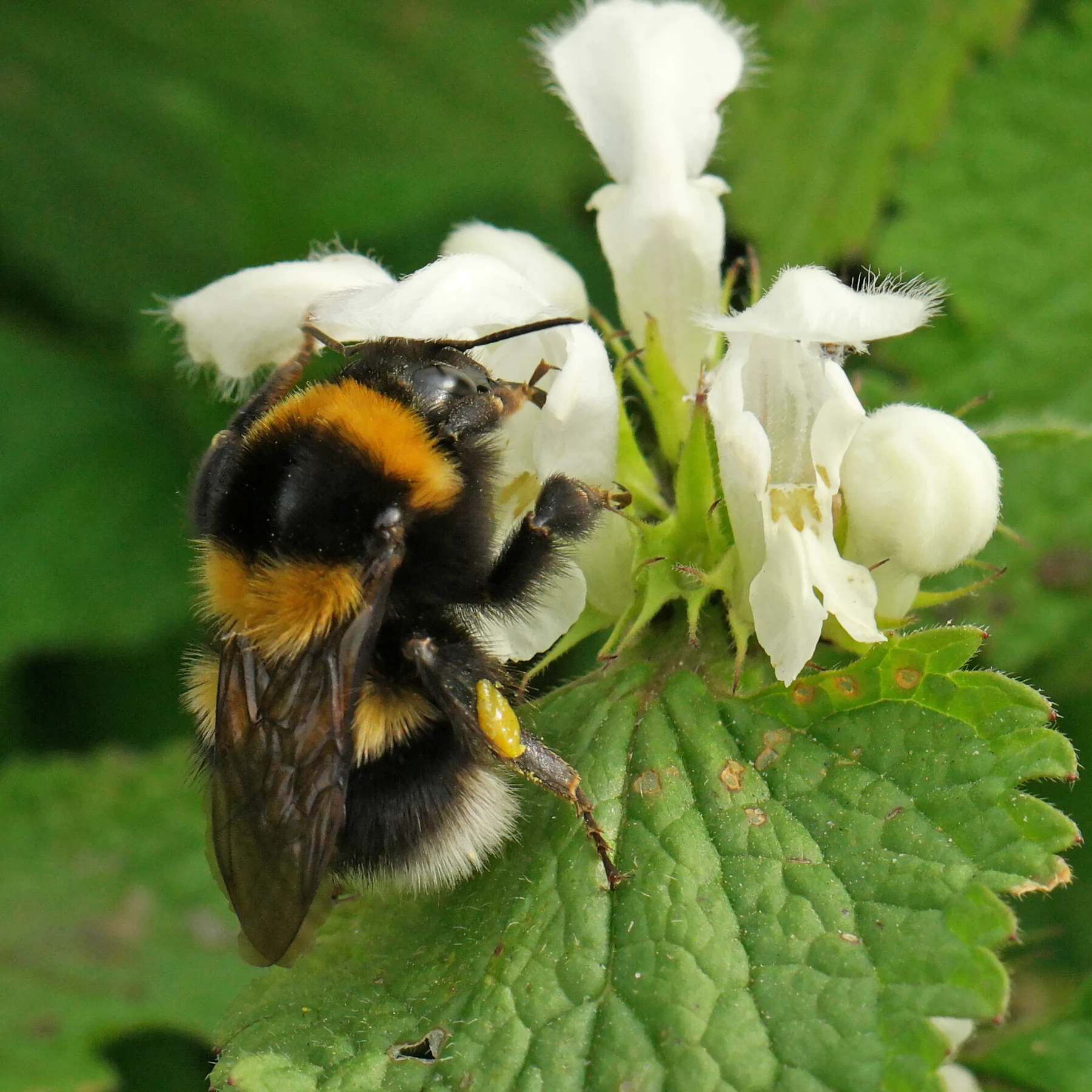 Trädgårdshumla Bombus hortorum