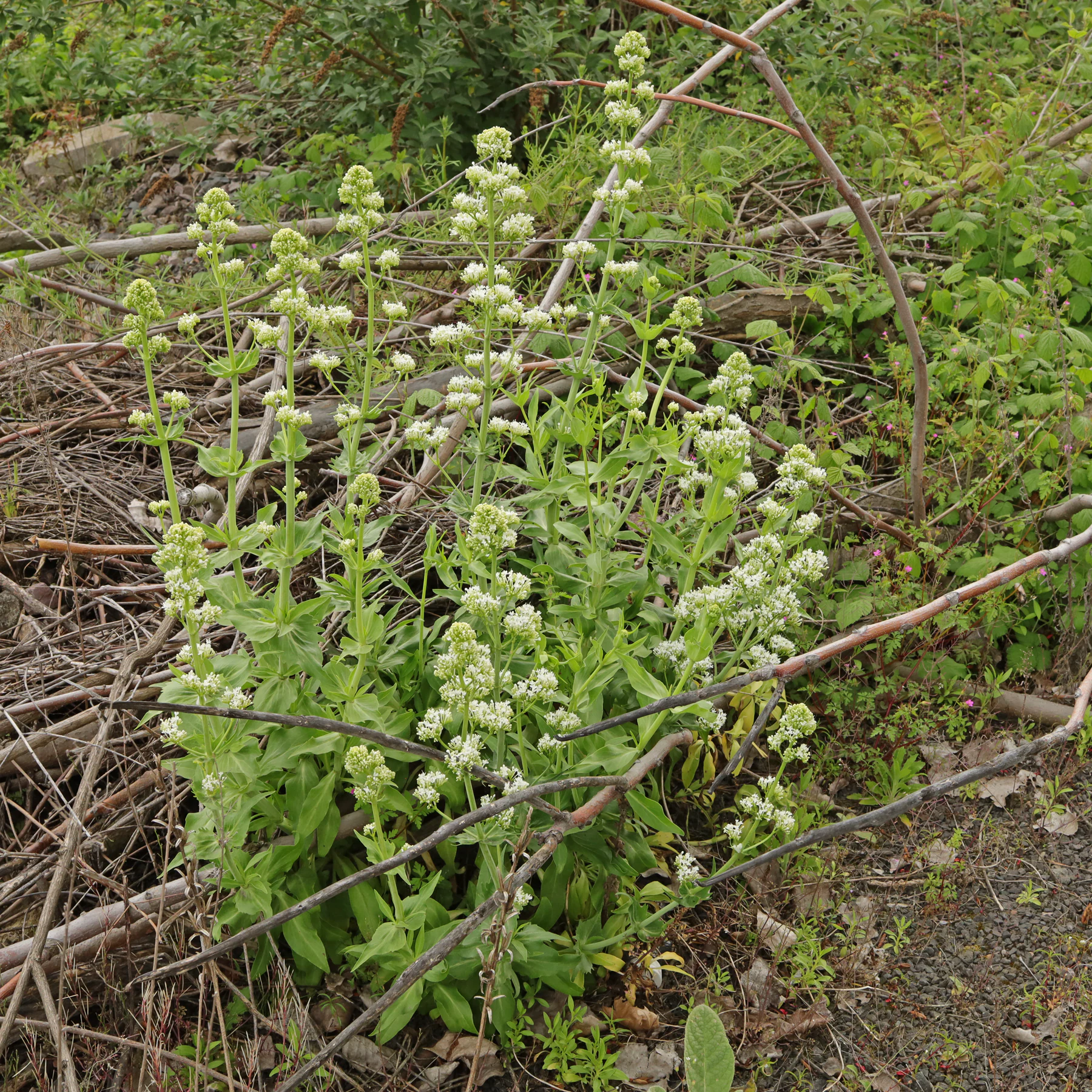 Centranthus ruber Albus