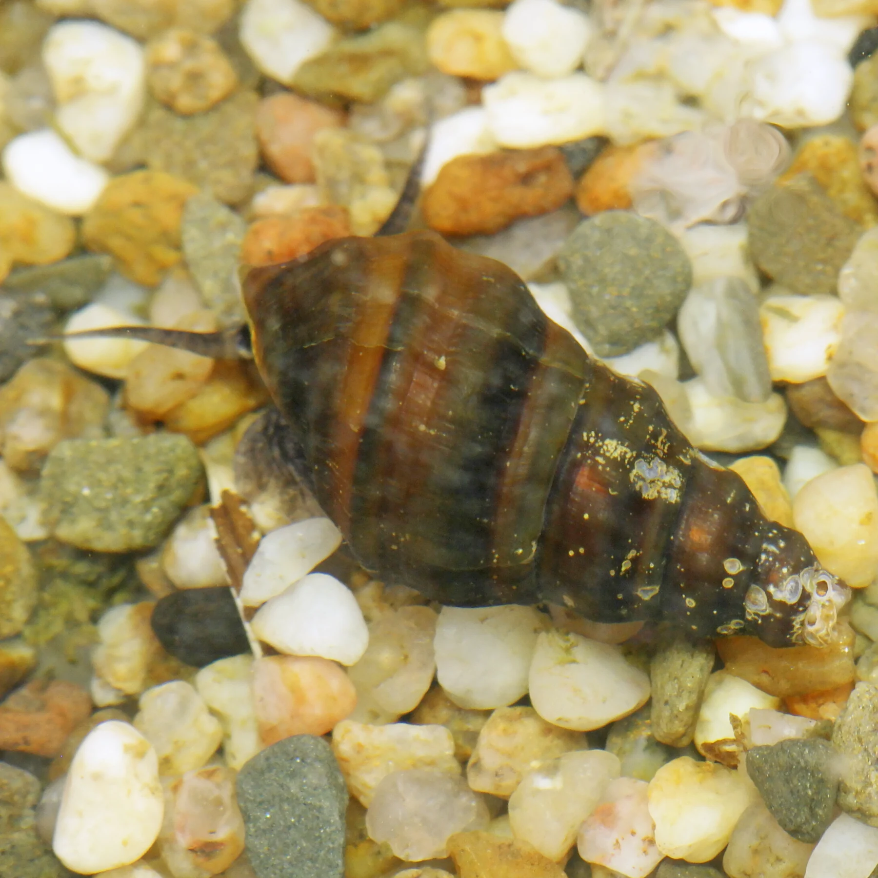 Semisulcospira gottschei koreanska trumpetsnäcka