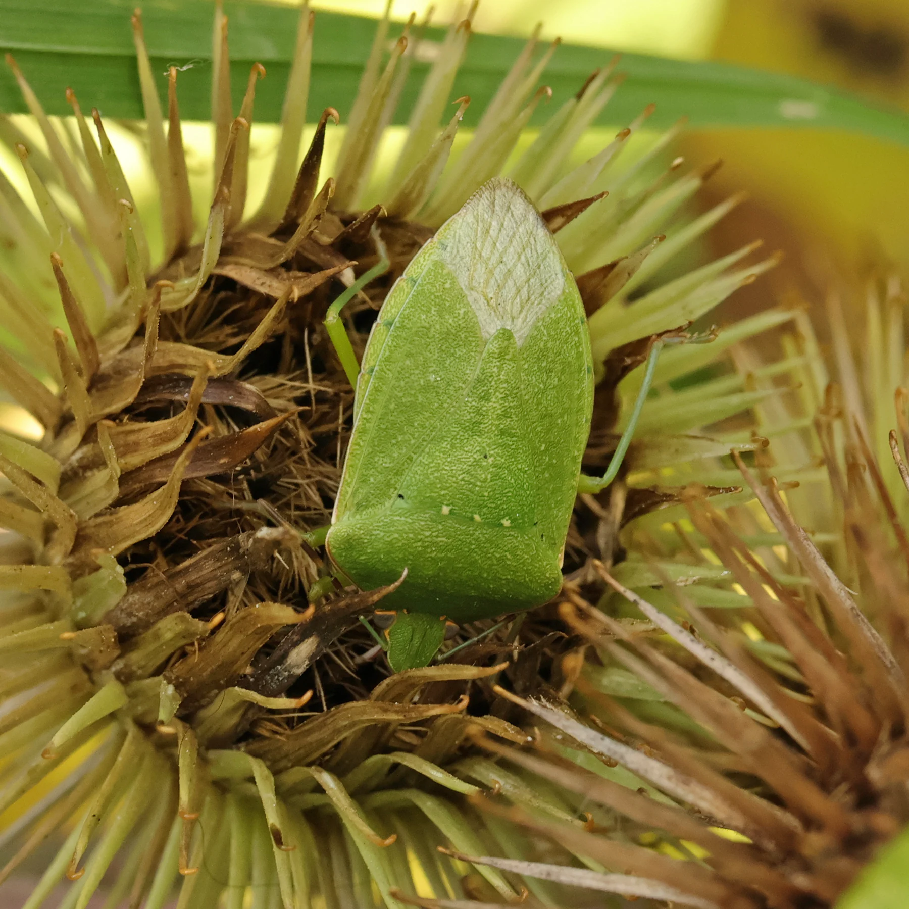 Asiatisk stinkfly Nezara viridula