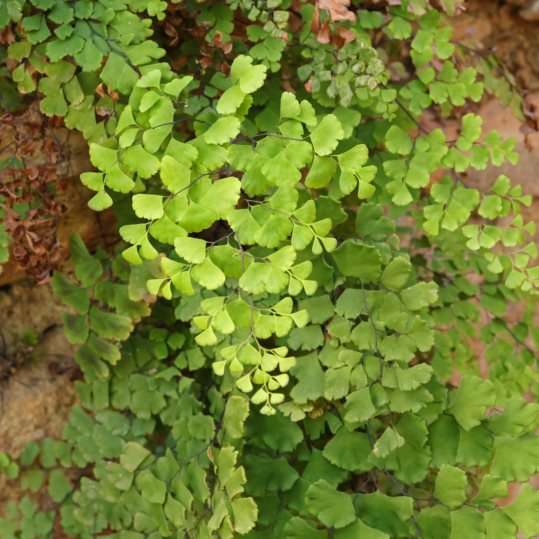 Adiantum capillus veneris