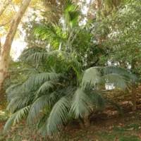 Howea forsteriana