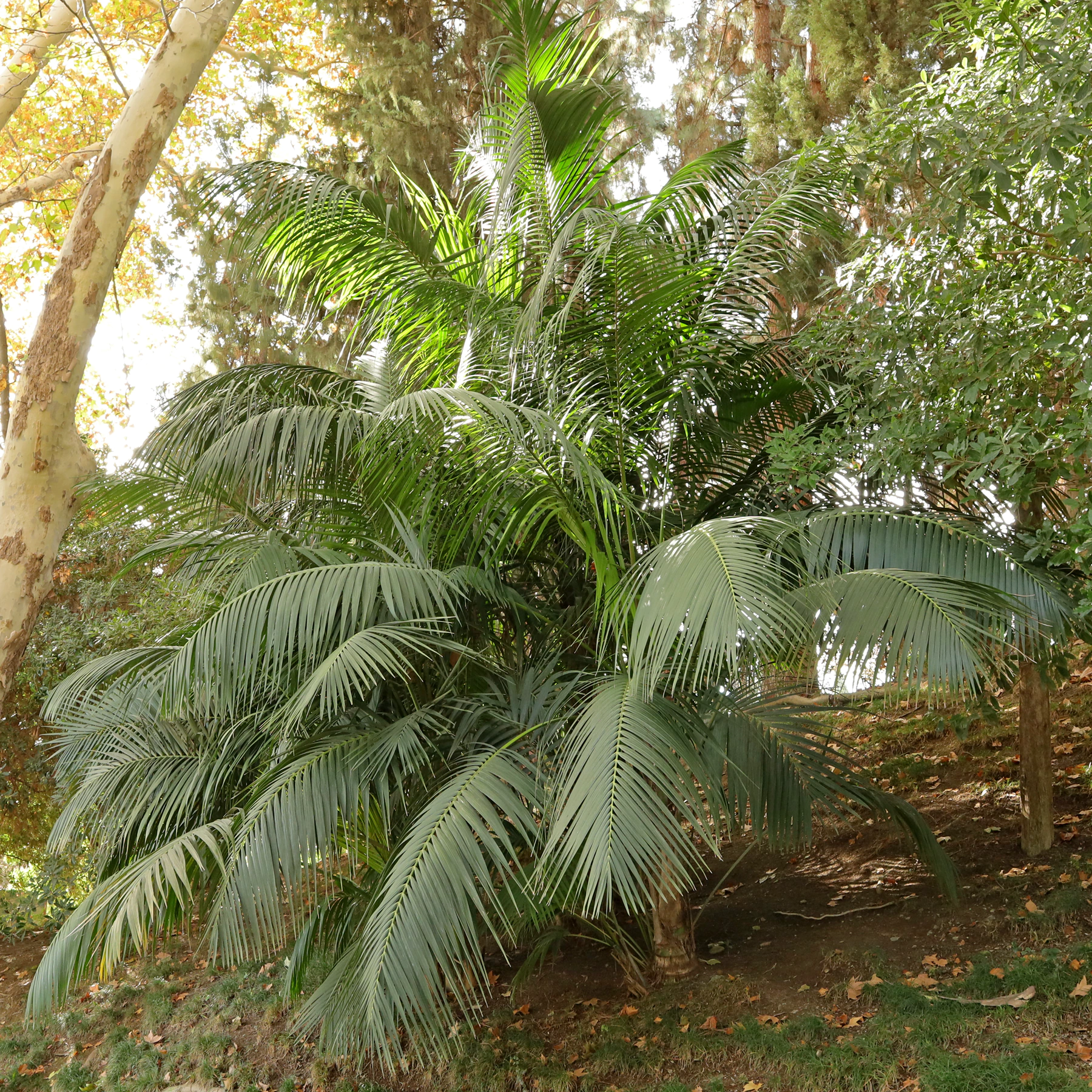 Howea forsteriana