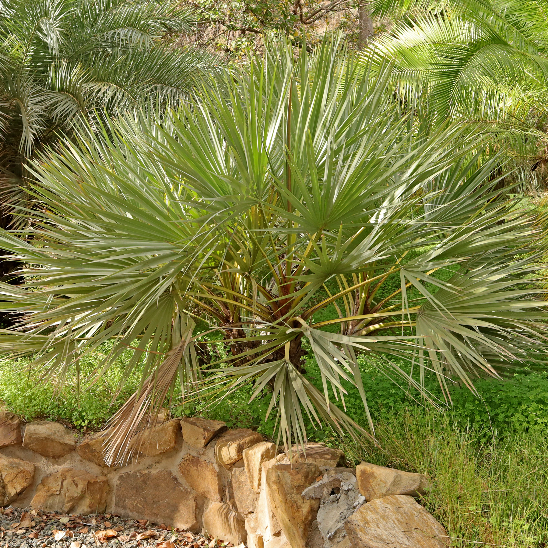 Nannorrhops ritchieana