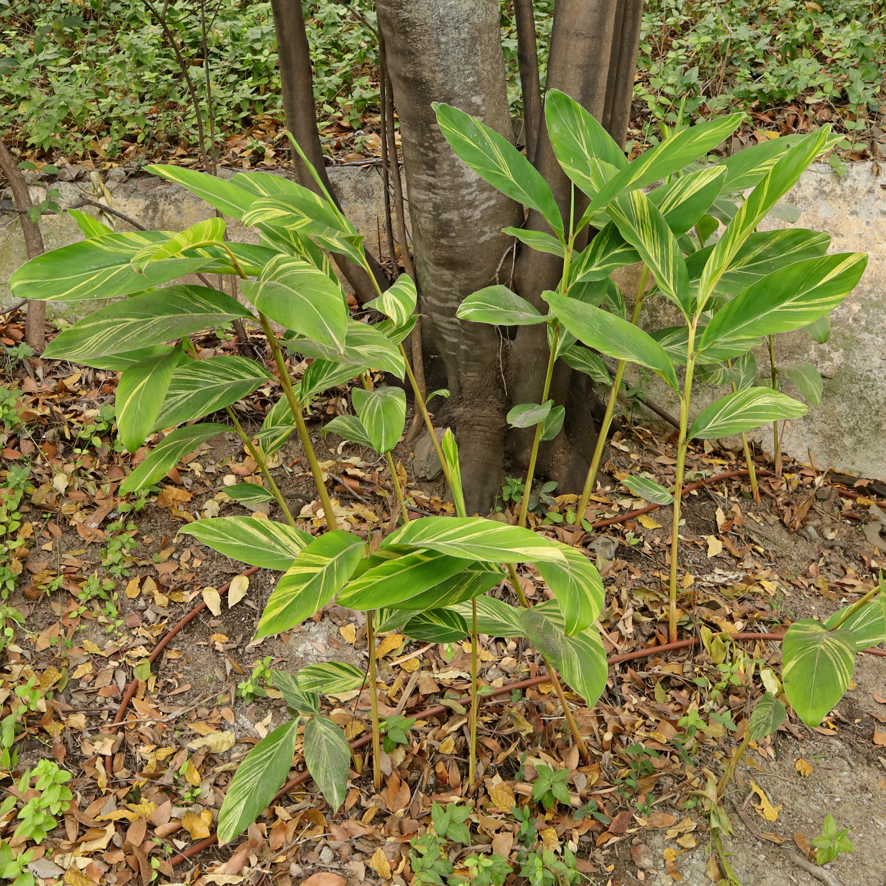 Alpinia zerumbet Variegata