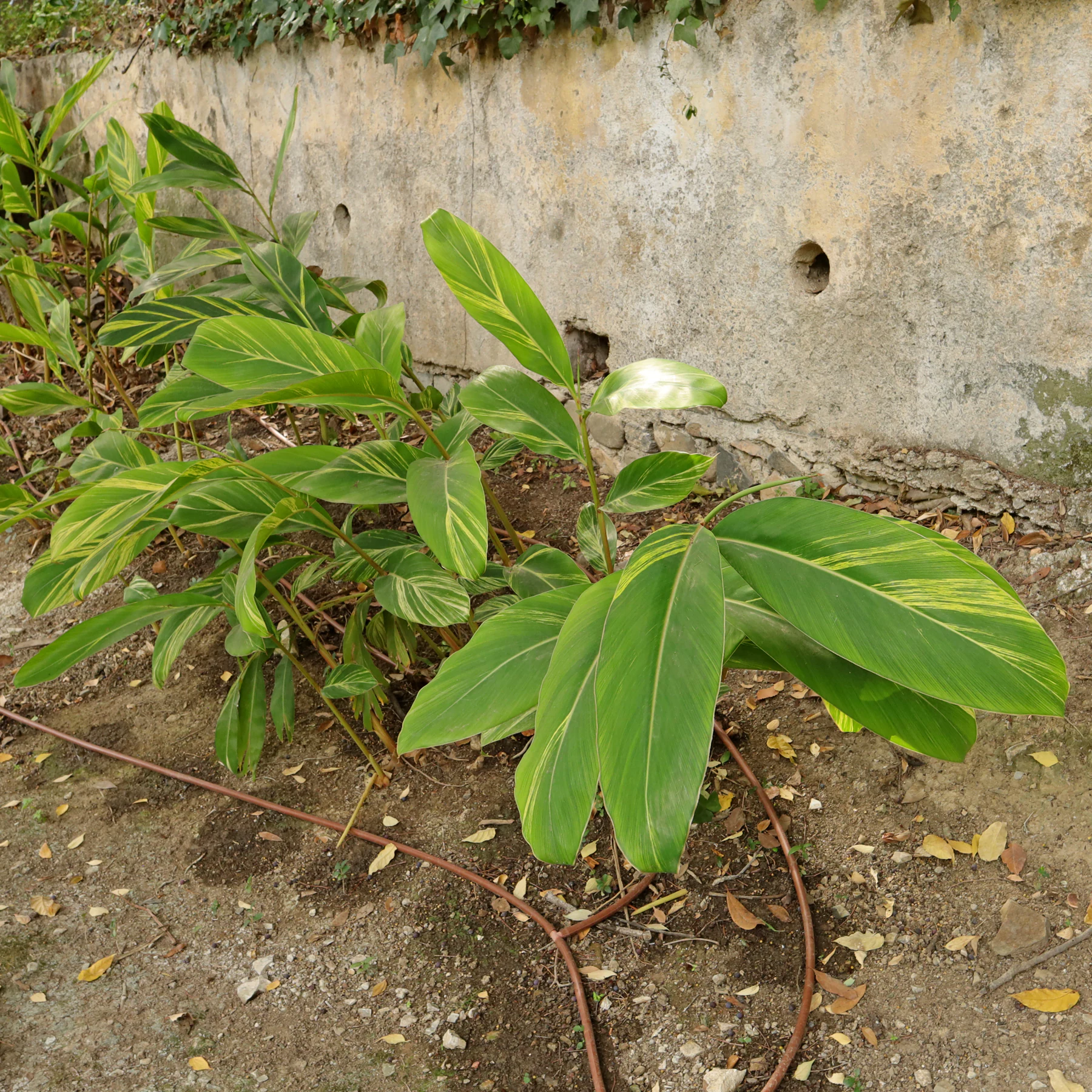 Alpinia zerumbet Variegata