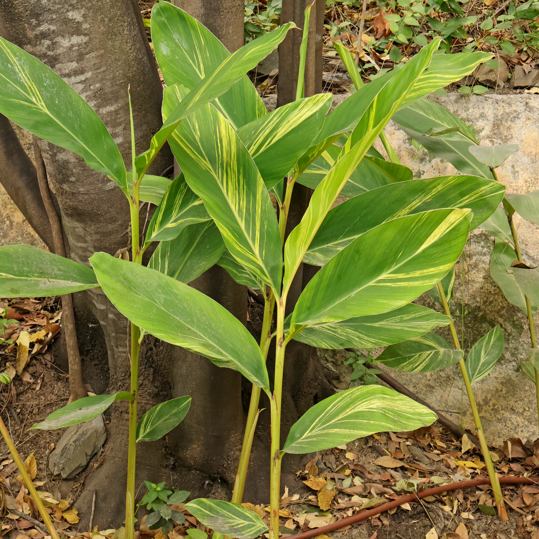 Alpinia zerumbet Variegata
