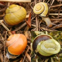 Cepaea nemoralis Parksnäcka