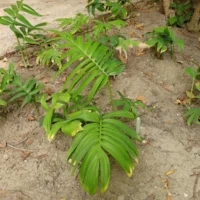Rhaphidophora decursiva