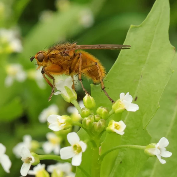 Dyngfluga Scathophaga stercoraria