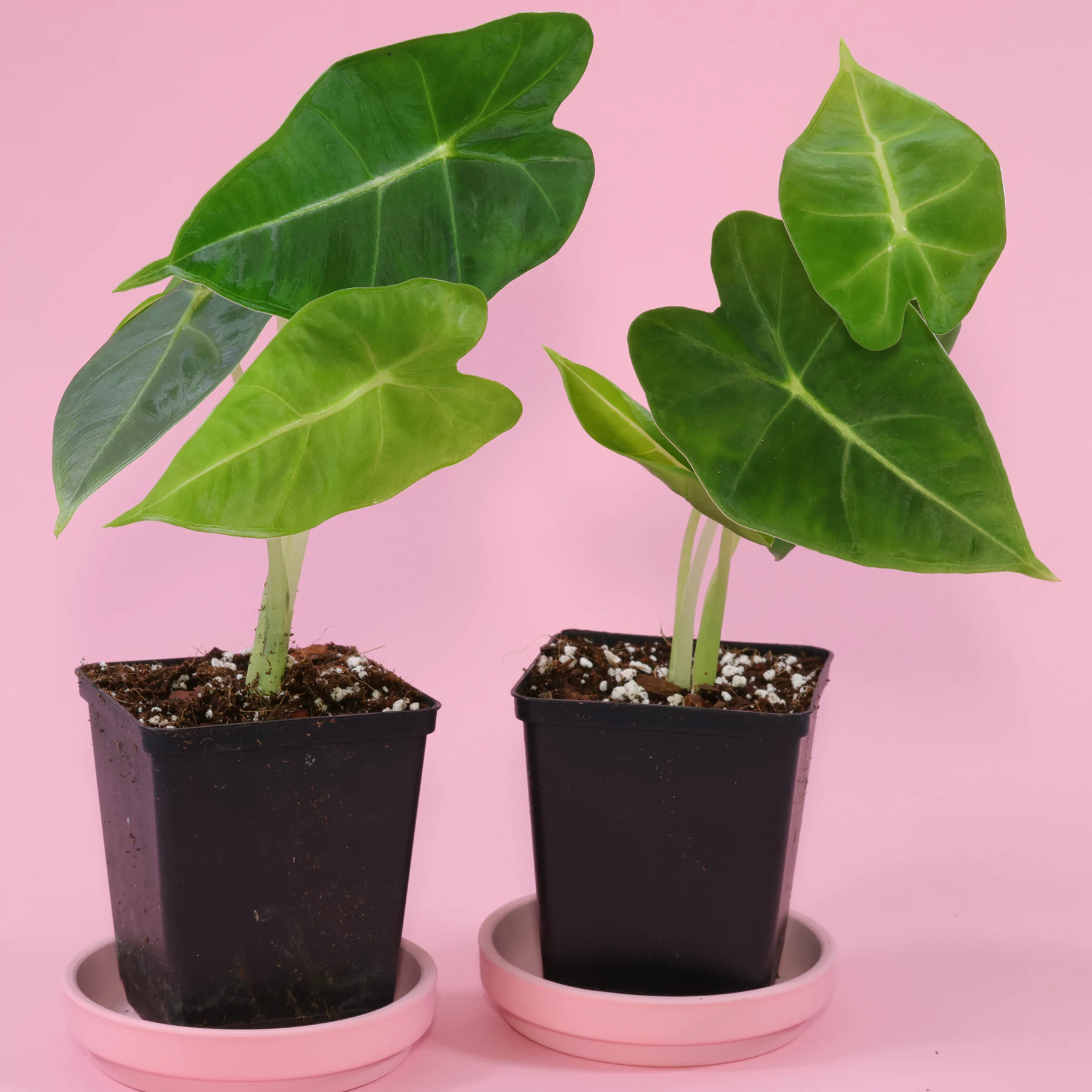 Alocasia micholitziana Frydek