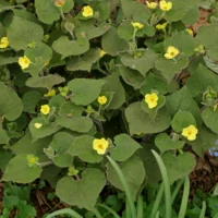 Saruma henryi
