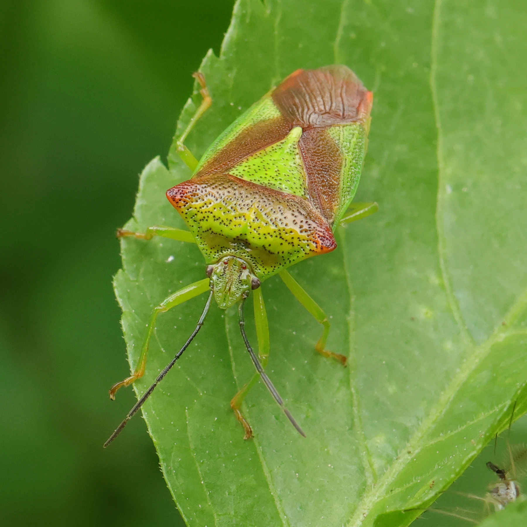 Hagtornsbärfis Acanthosoma haemorrhoidale