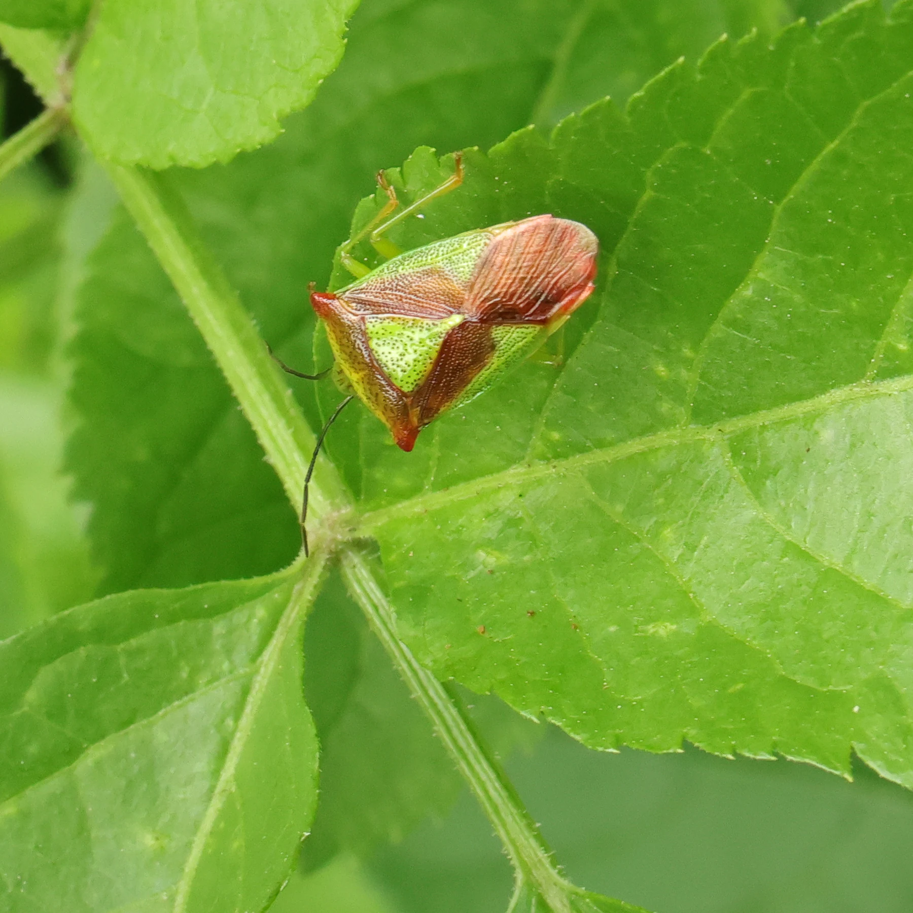 Hagtornsbärfis på ett fläderblad