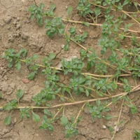 Amaranthus blitoides