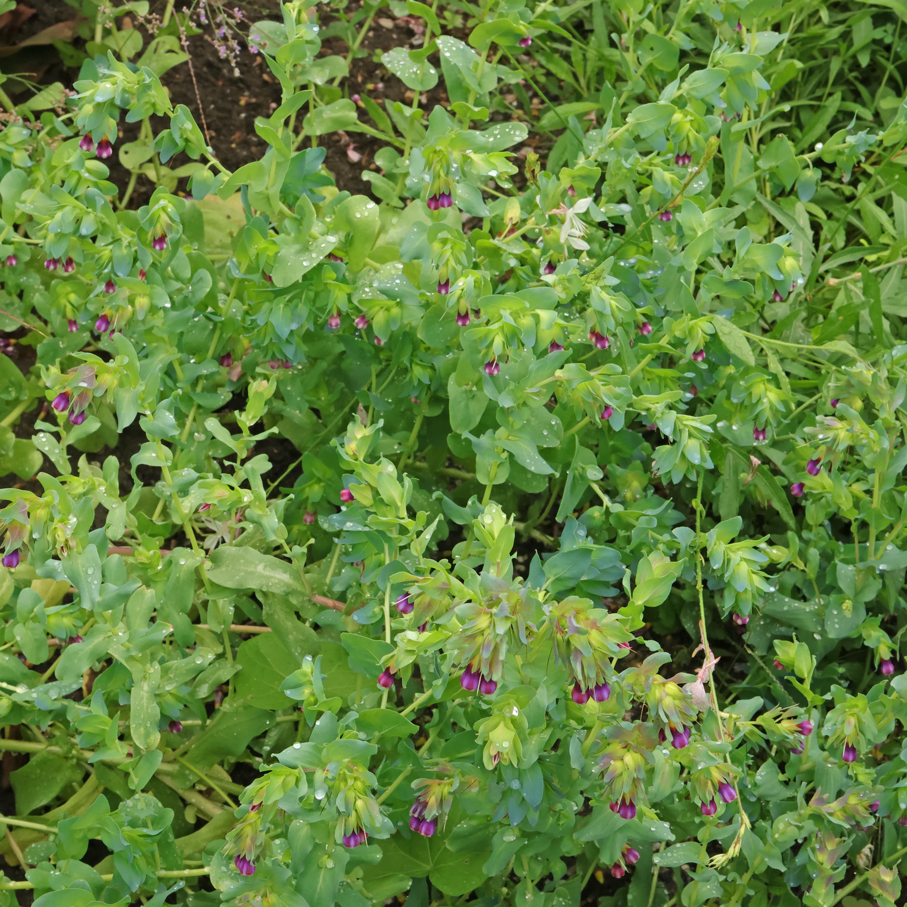 Cerinthe major