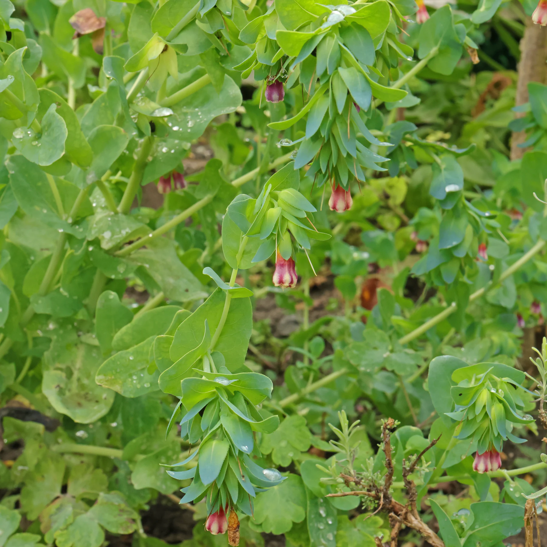 Cerinthe major