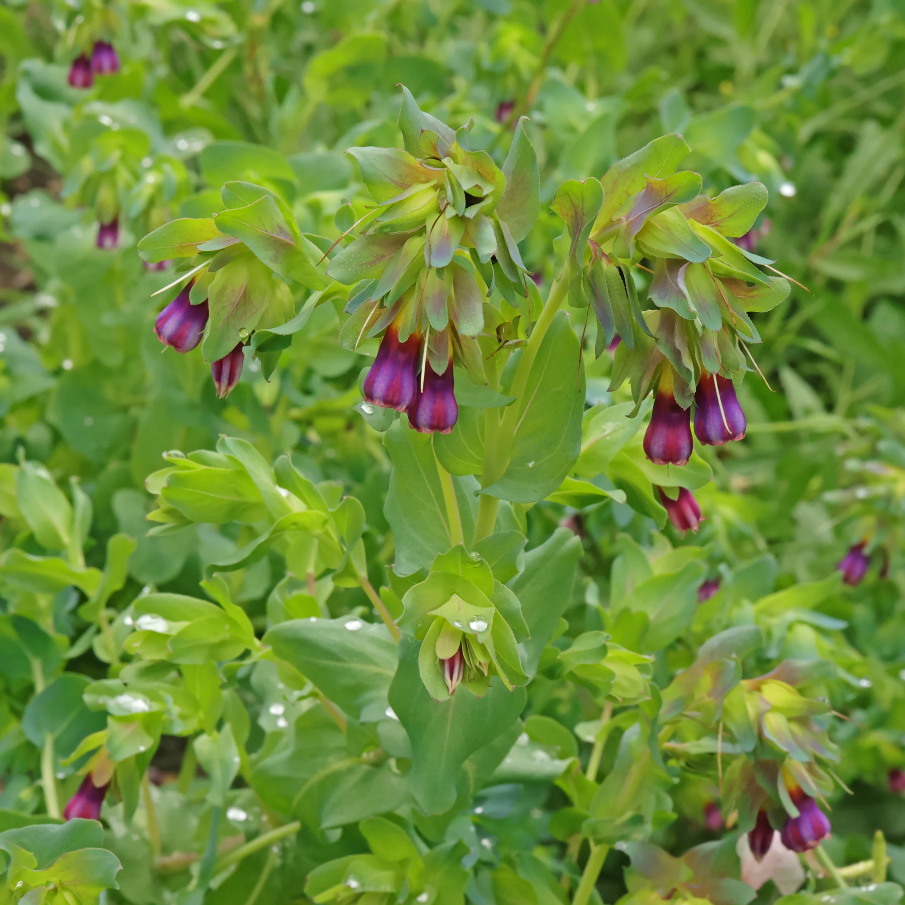 Cerinthe major