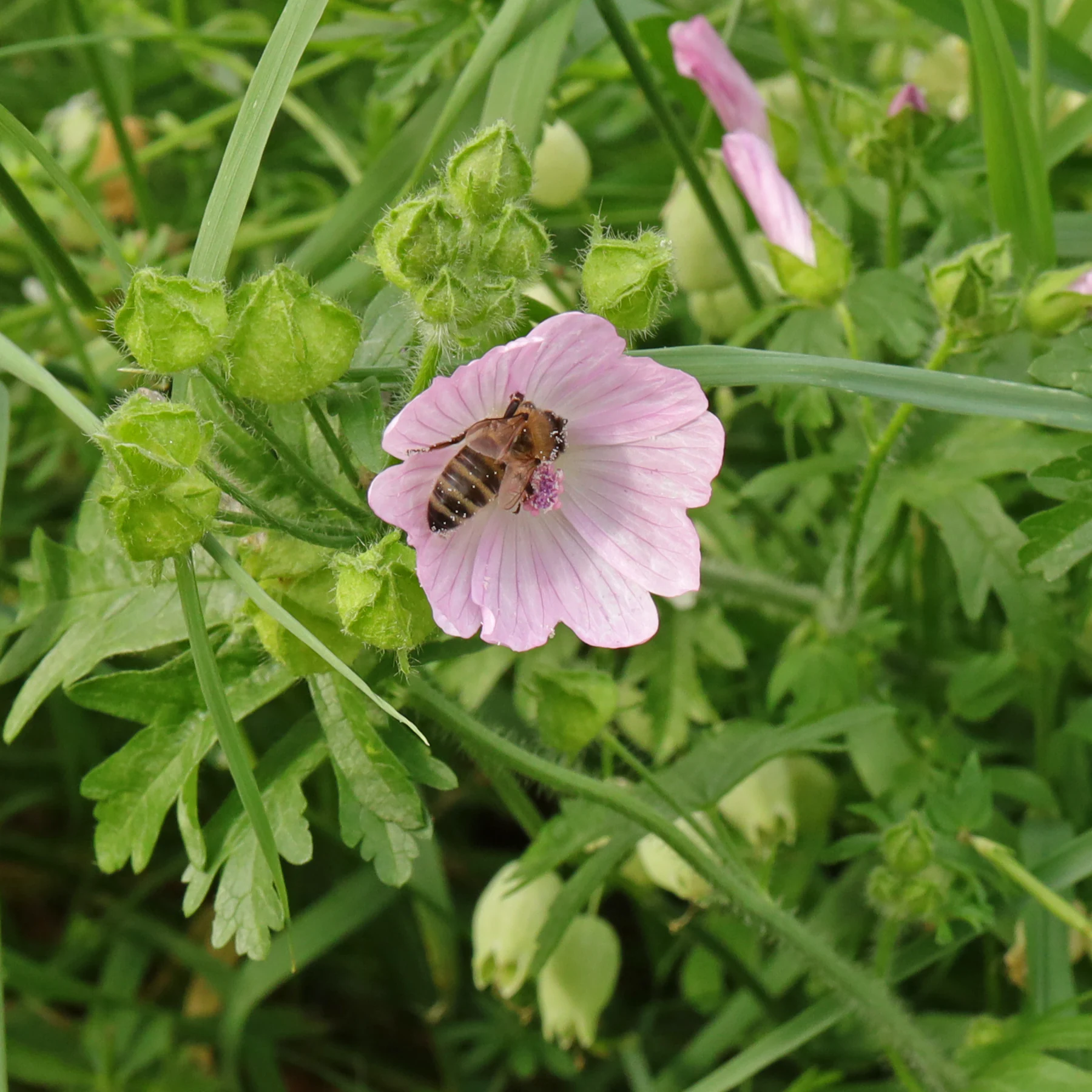 Ett honungsbi pollinerar blommorna på Malva moschata