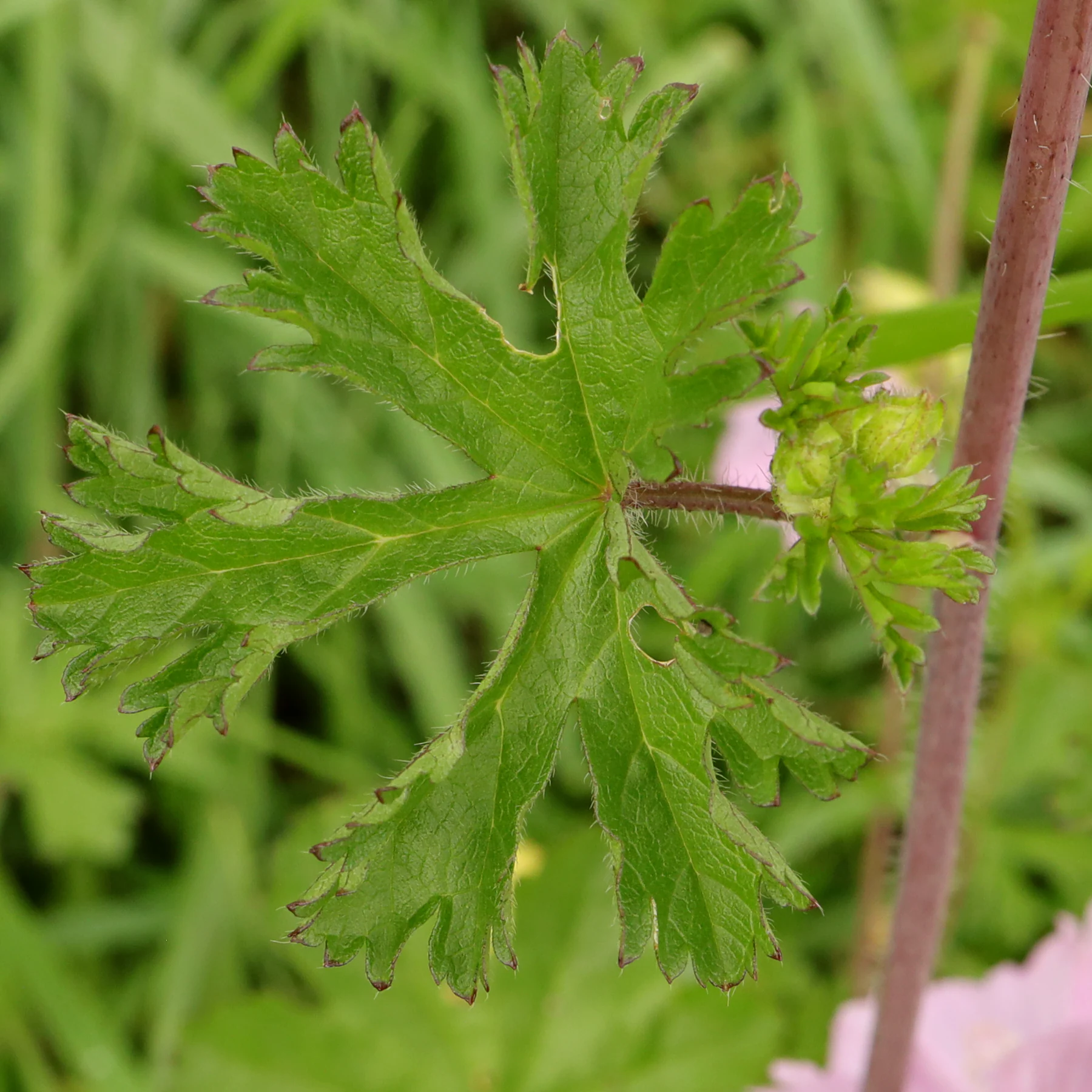 Malva moschata blad