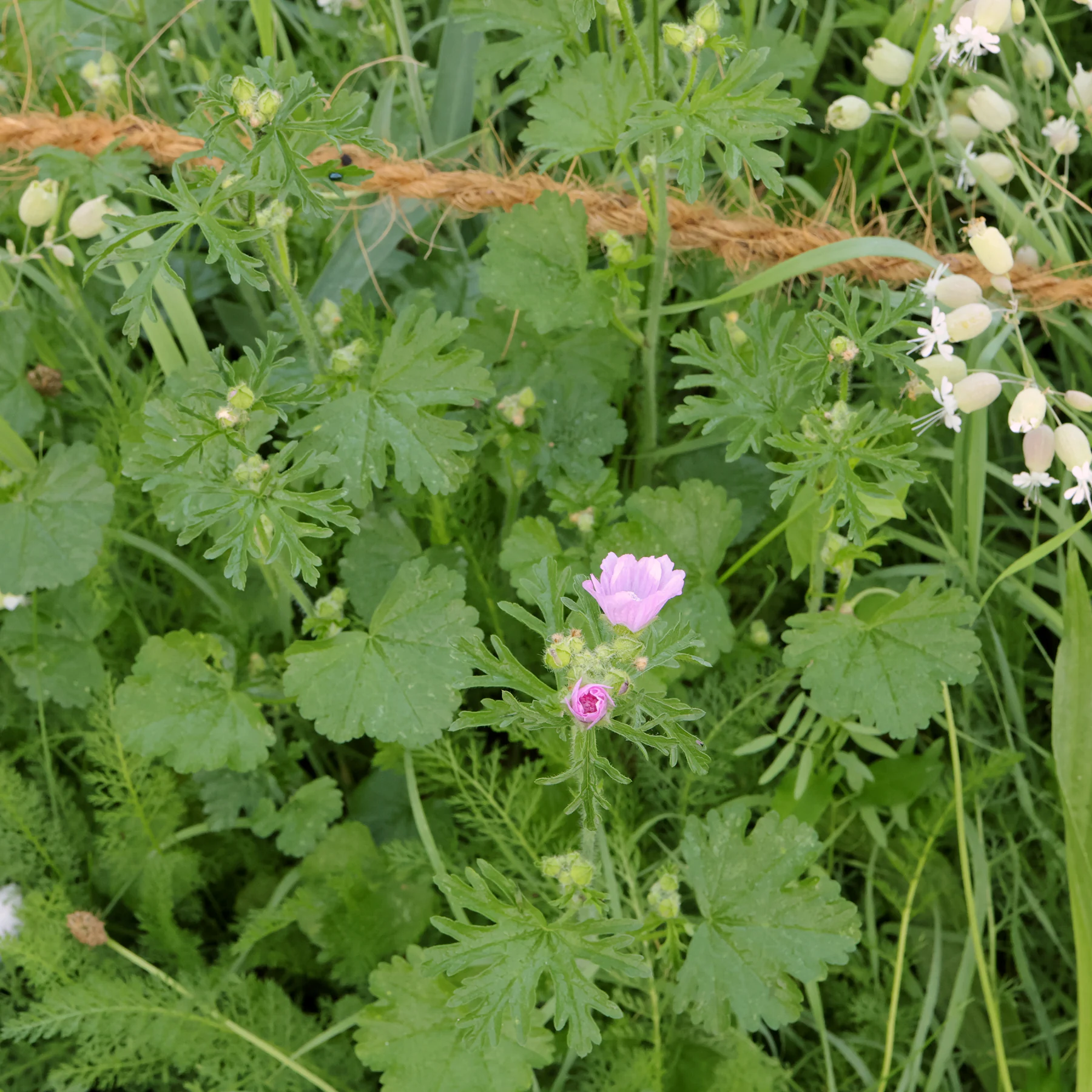 Malva moschata myskmalva