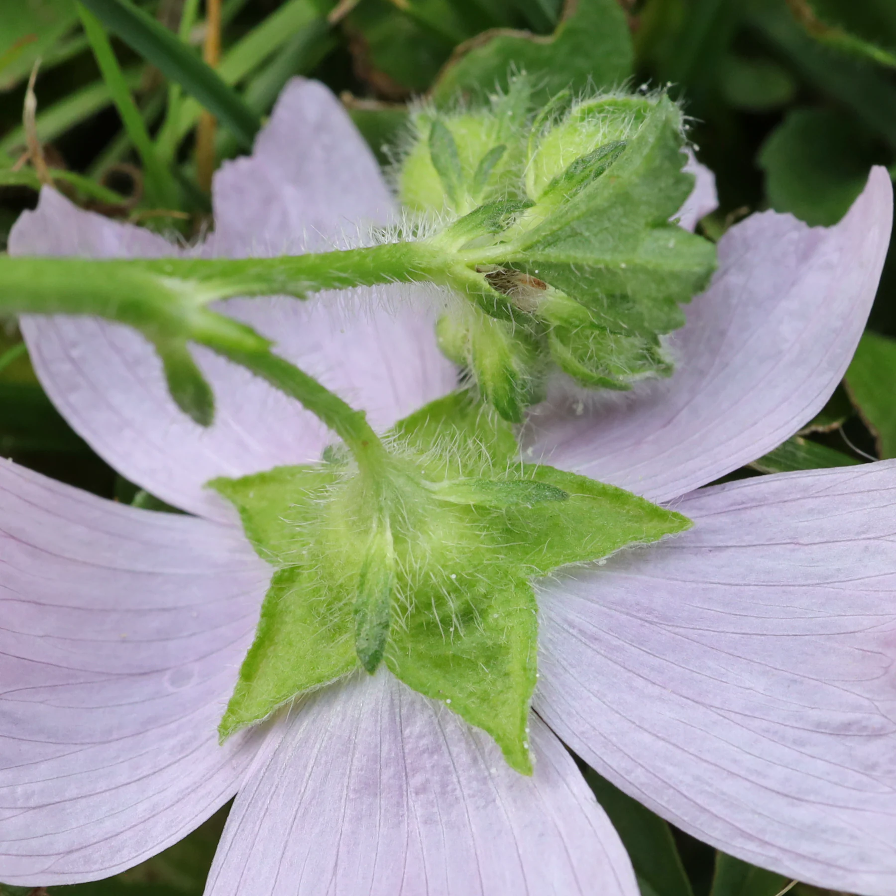 Malva moschata