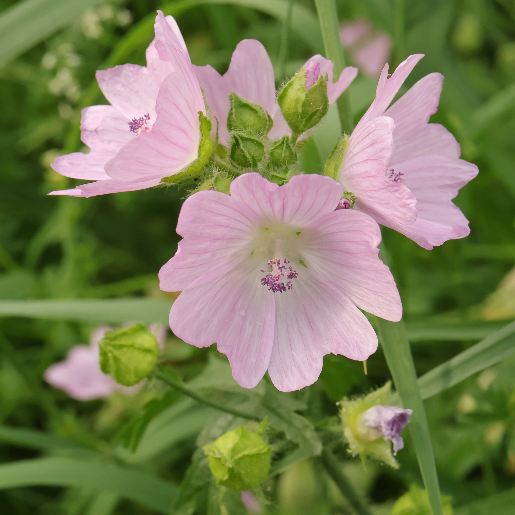 Myskmalva Malva moschata