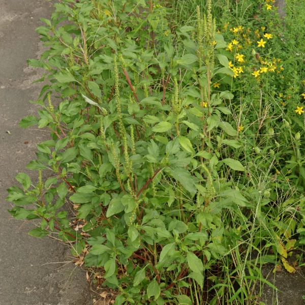 Amaranthus powellii