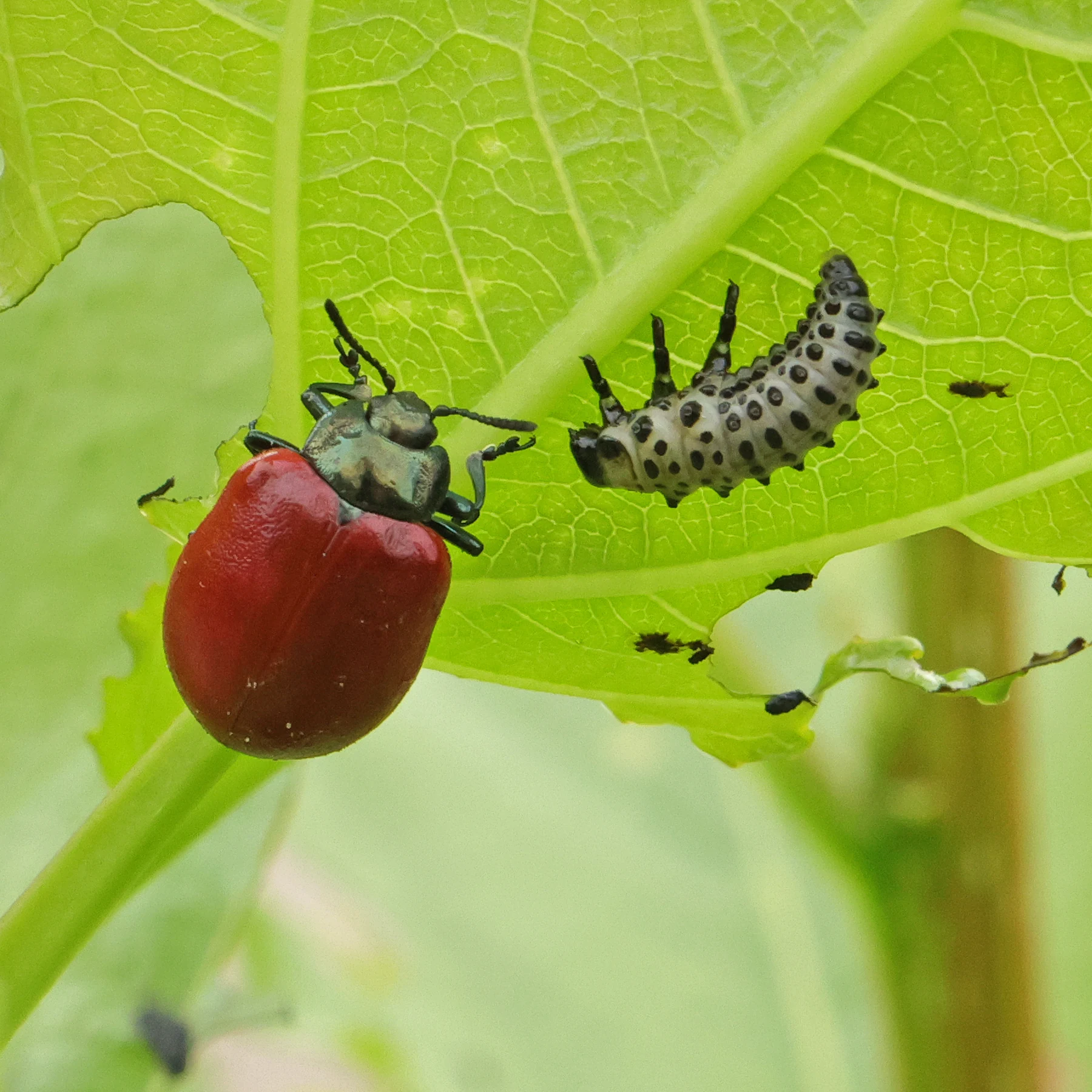 Aspglansbagge Chrysomela populi