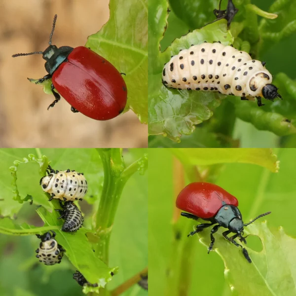 Chrysomela populi aspglansbagge