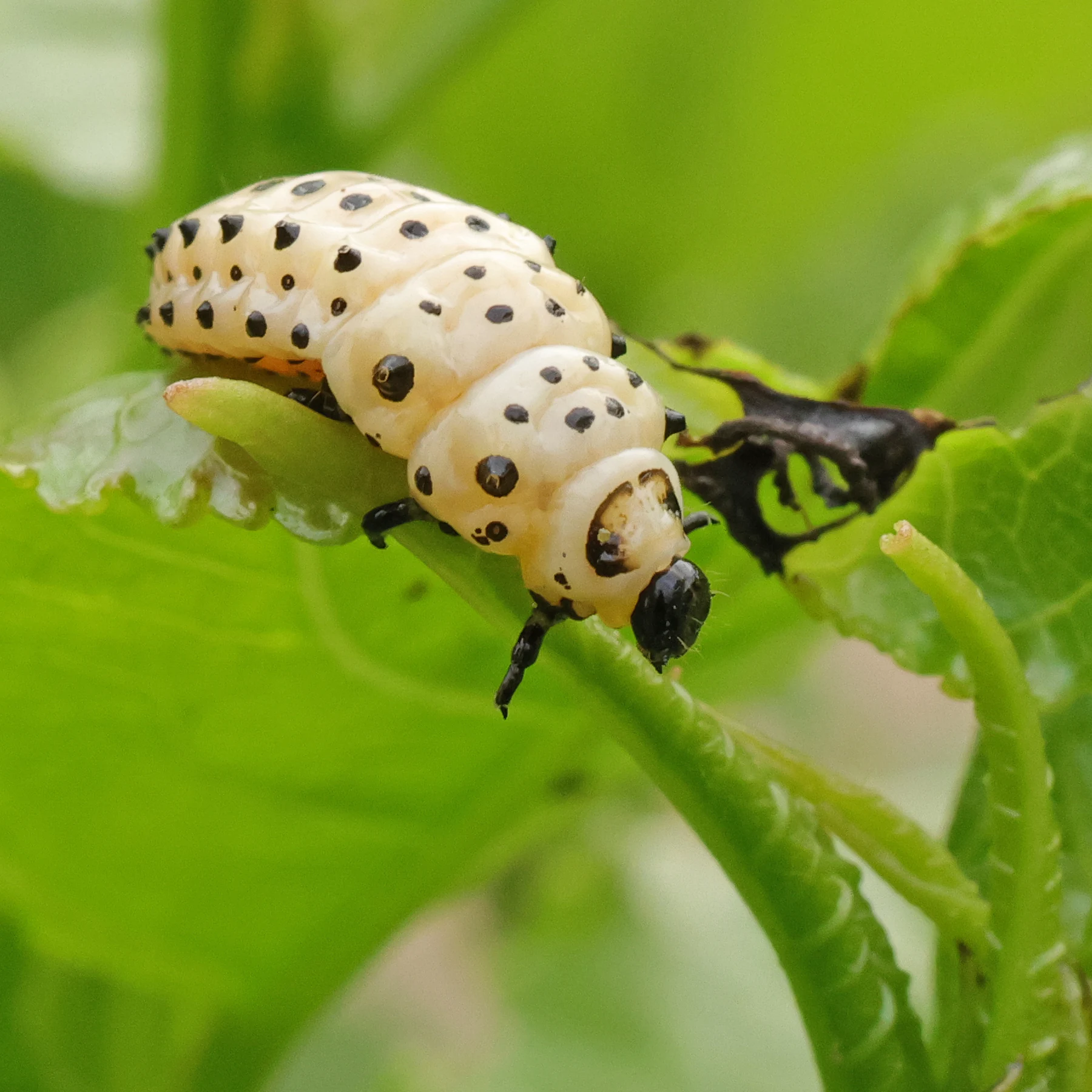 Chrysomela populi larv