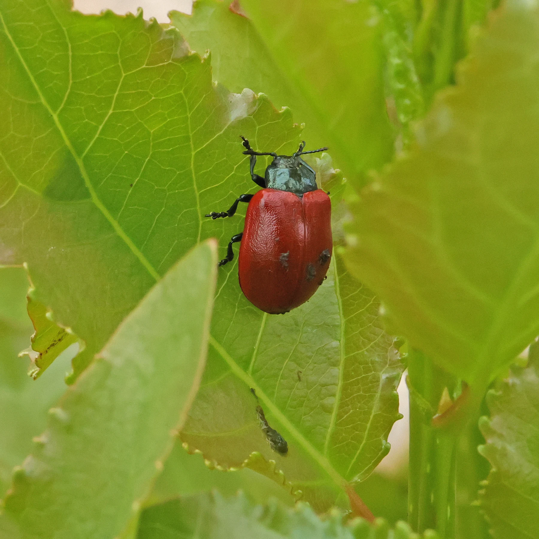Chrysomela populi
