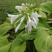 Hosta plantaginea cv